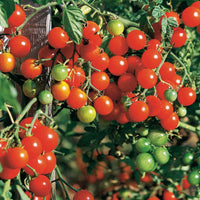 Verkauf Tomaten-Kollektion (x4) - Collection 4 tomates : Rose de Berne, Roma, Merveille des marchés, Sw