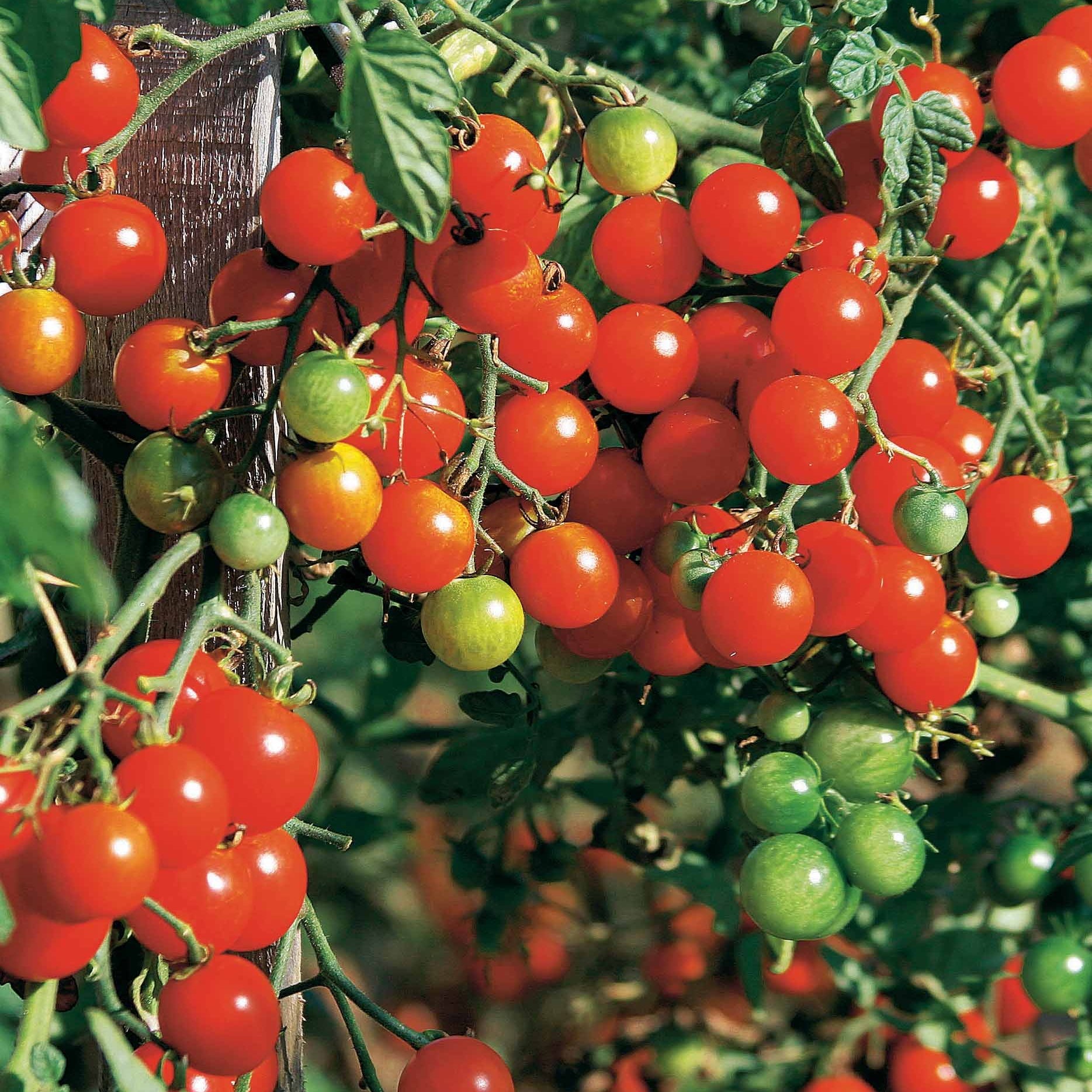 Verkauf Tomaten-Kollektion (x4) - Collection 4 tomates : Rose de Berne, Roma, Merveille des marchés, Sw