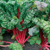 Rhabarber Mangold Rhubarb Chard - Beta vulgaris cicla - Bakker
