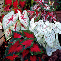 Caladium Mischung (x3) - Bakker