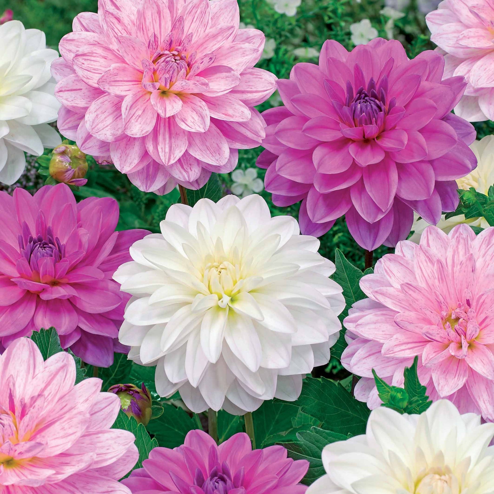 Bonesta Dahlien Mischung (weiß, rosa, gestreift) (x6) - Bakker