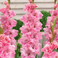 Sammlung von Papageiengladiolen (x30) - Gladiolus 'kirov','saratov','katherina' - Bakker