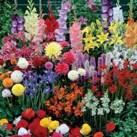 Sommerblumen-Beet-Mix 1,5 m² - Gladiolus, Begonia, Iris, Liatris, Crocosmia, Lilium, Dahlia - Bakker