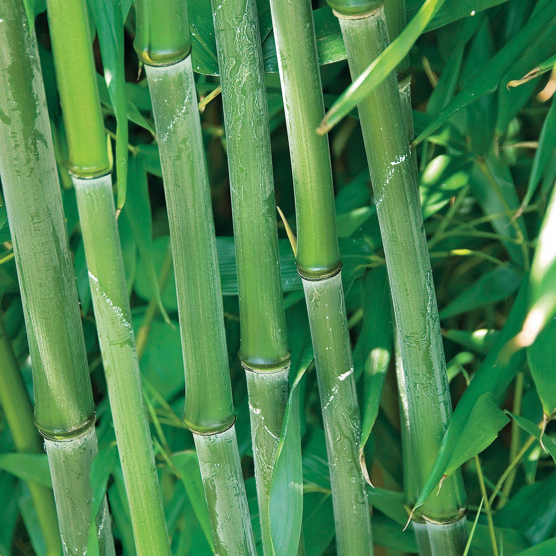 Verkauf Phyllostachys-Bambus-Kollektion (x3) - Phyllostachys bissetii, aureosulcata Aureocaulis, Fargesia scabrida Asian Wonder