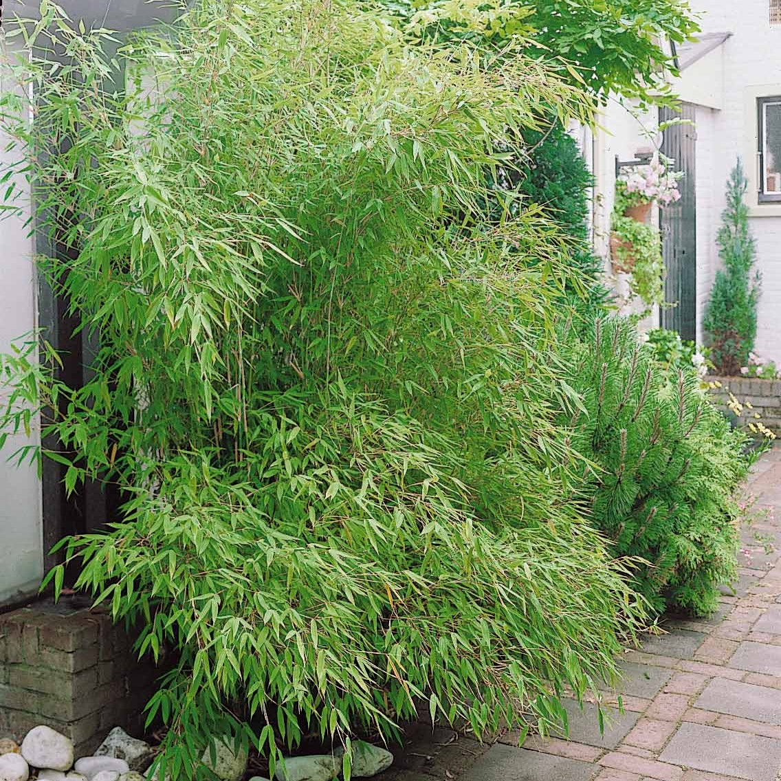 Phyllostachys-Bambus-Kollektion (x3) - Phyllostachys bissetii, aureosulcata Aureocaulis, Fargesia scabrida Asian Wonder - Bakker