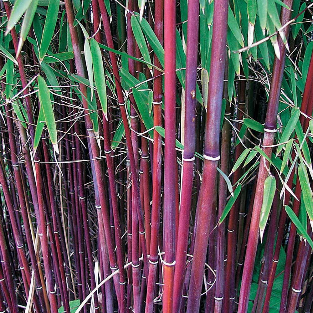 Phyllostachys-Bambus-Kollektion (x3) - Bambus - Bakker