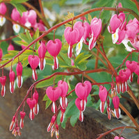 Verkauf Tränendes Herz Mischung (3 rosa + 1 weiß) (x4) - Dicentra spectabilis