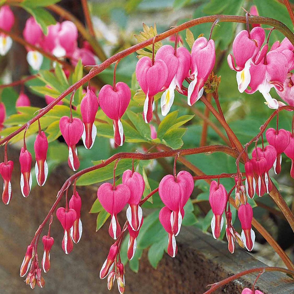 Verkauf Tränendes Herz Mischung (3 rosa + 1 weiß) (x4) - Dicentra spectabilis