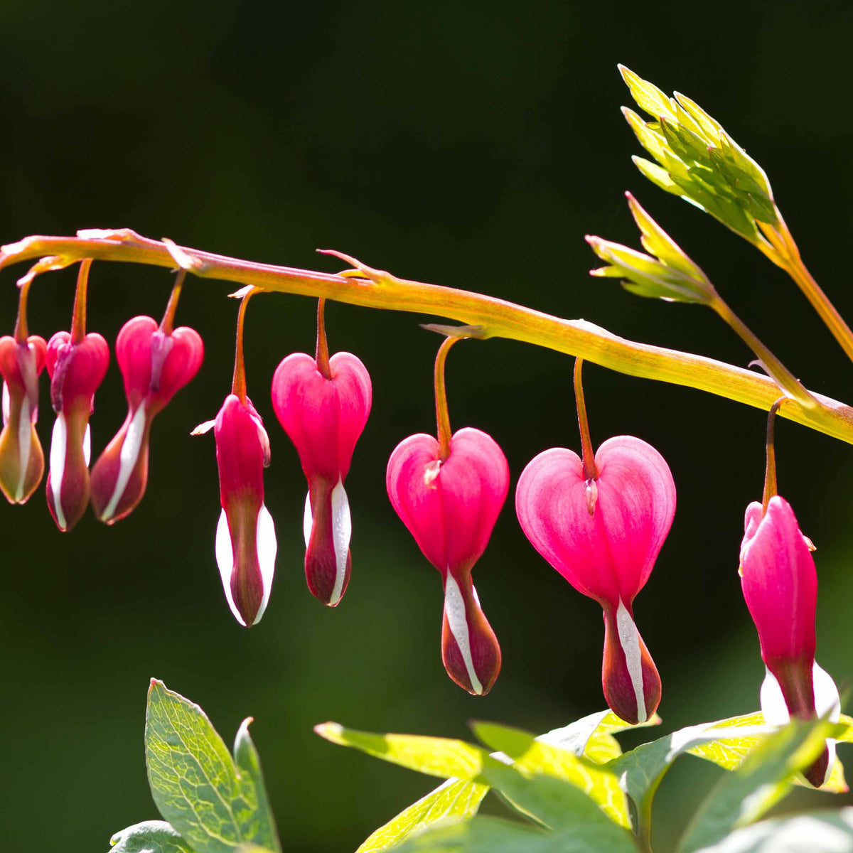 Tränendes Herz - Tränendes Herz Mischung (3 rosa + 1 weiß) (x4) - Dicentra spectabilis