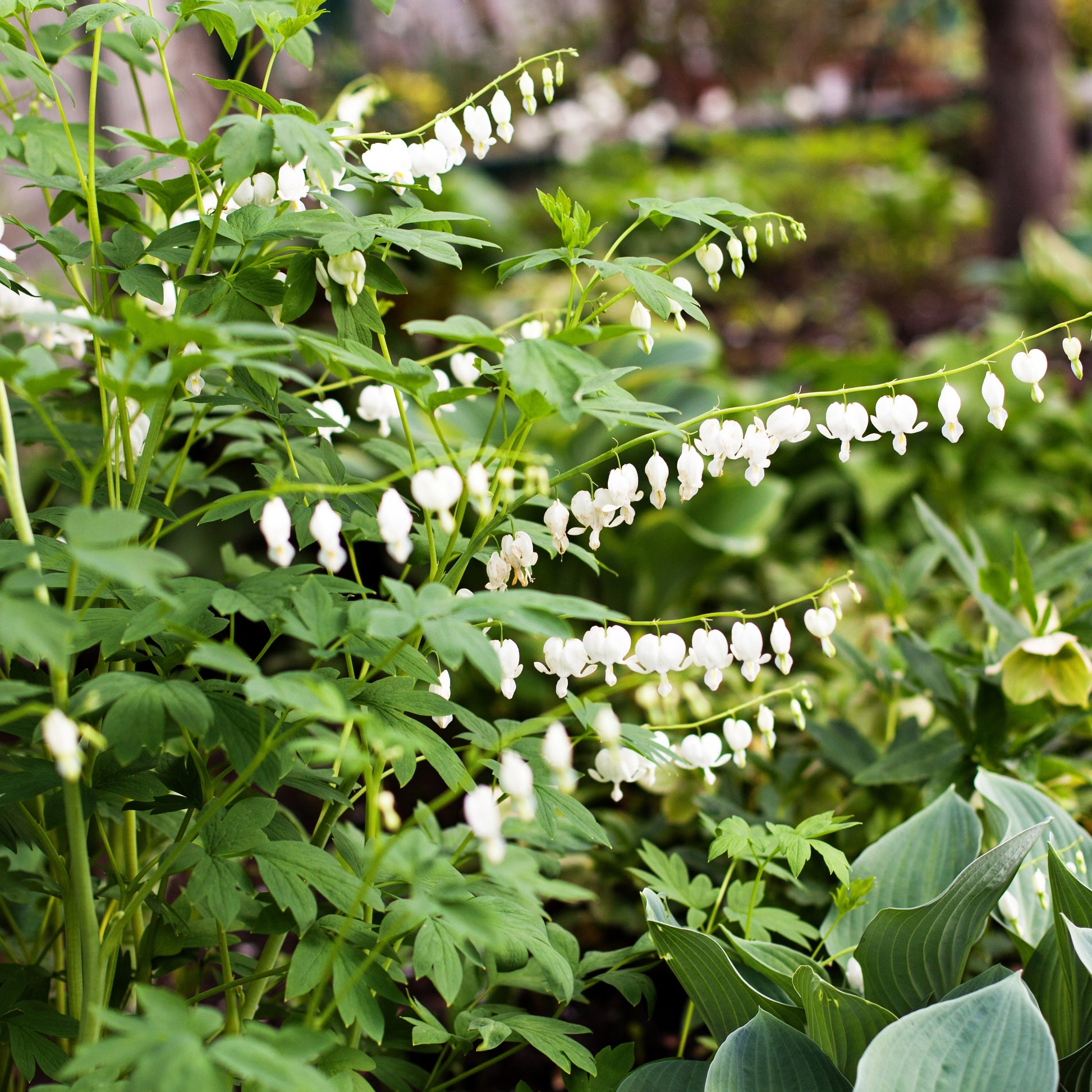 Dicentra spectabilis - Tränendes Herz Mischung (3 rosa + 1 weiß) (x4) - Tränendes Herz