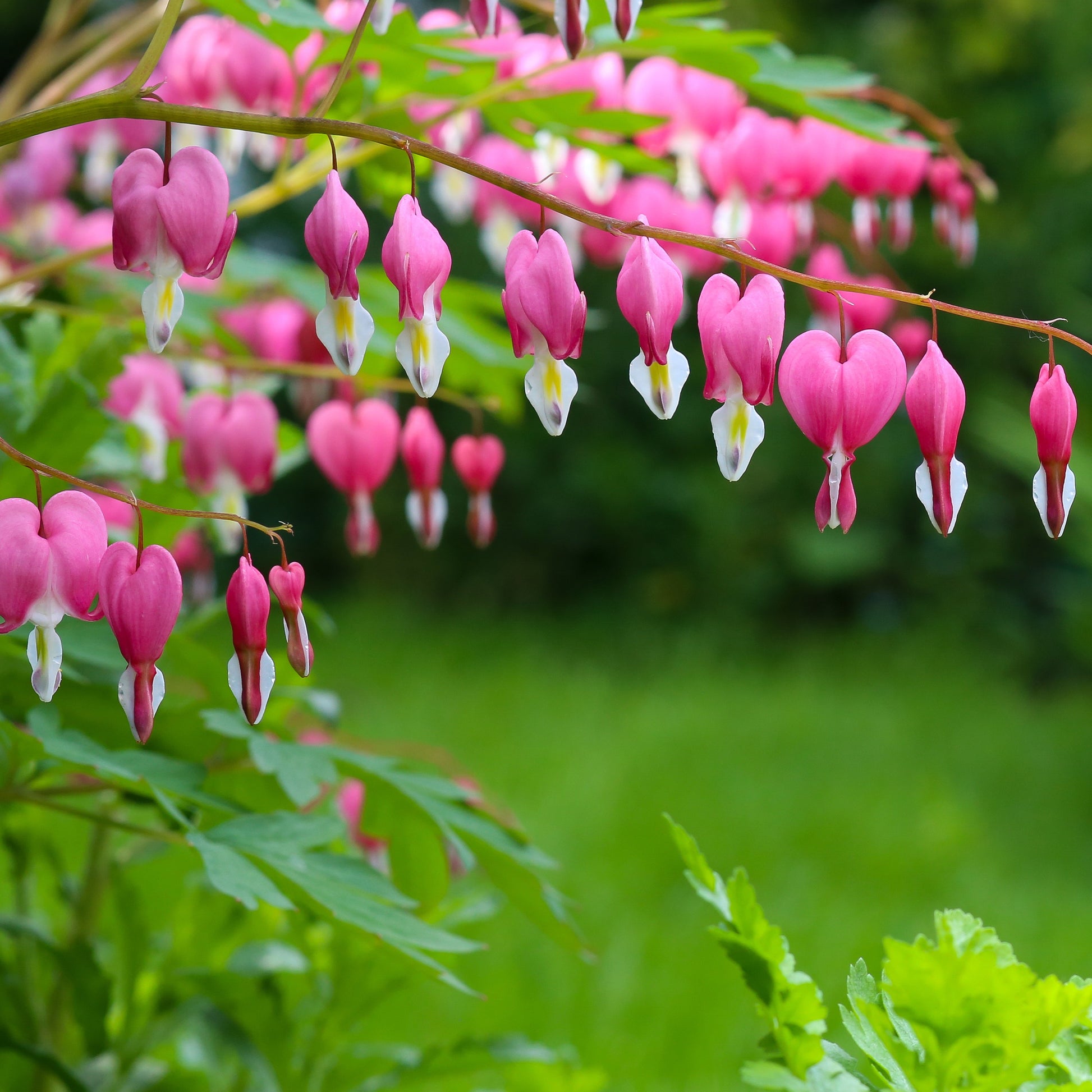 Verkauf Tränendes Herz Mischung (3 rosa + 1 weiß) (x4) - Tränendes Herz