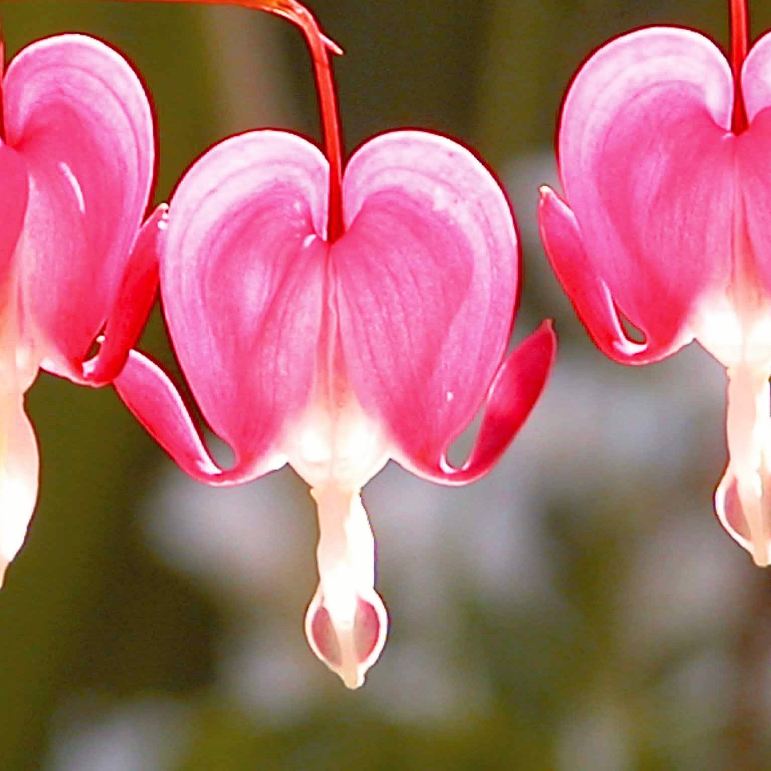 Verkauf Tränendes Herz - Tränendes Herz Mischung (3 rosa + 1 weiß) (x4)