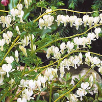 Tränendes Herz Mischung (3 rosa + 1 weiß) (x4) - Tränendes Herz - Bakker