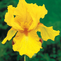 Sammlung von Garten-Iris: Lasso, Bordure, Sangreal. (x6) - Iris germanica  (2 lasso, 2 bordure, 2 sangreal) - Bakker