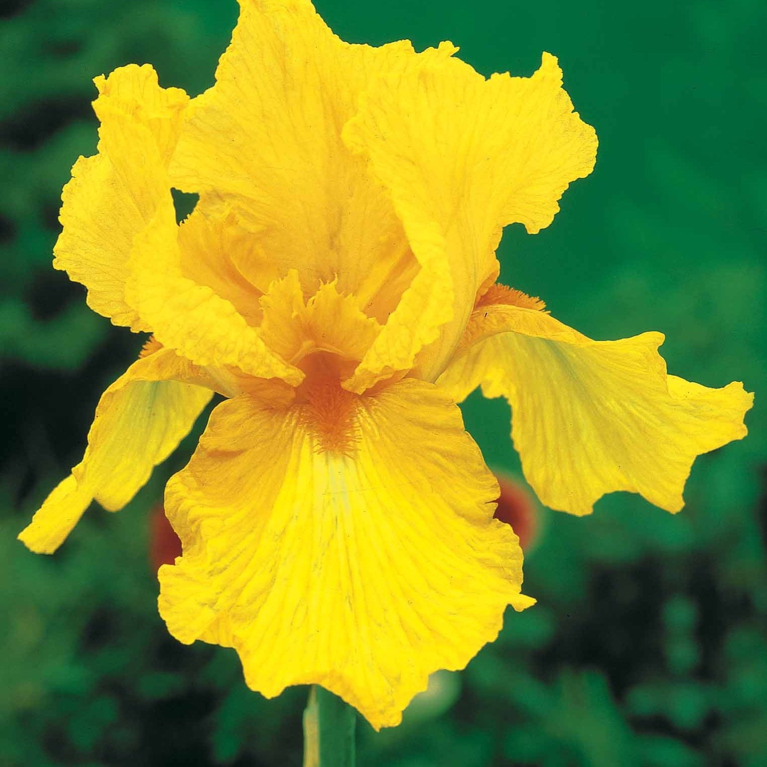 Sammlung von Garten-Iris: Lasso, Bordure, Sangreal. (x6) - Iris germanica  (2 lasso, 2 bordure, 2 sangreal) - Bakker
