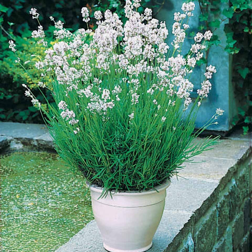 Lavendel - Lavendel-Kollektion weiß & rosa (x4) - Lavandula angustifolia alba, rosea