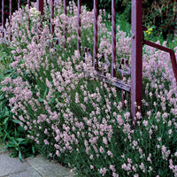 Verkauf Lavendel-Kollektion weiß & rosa (x4) - Lavandula angustifolia alba, rosea
