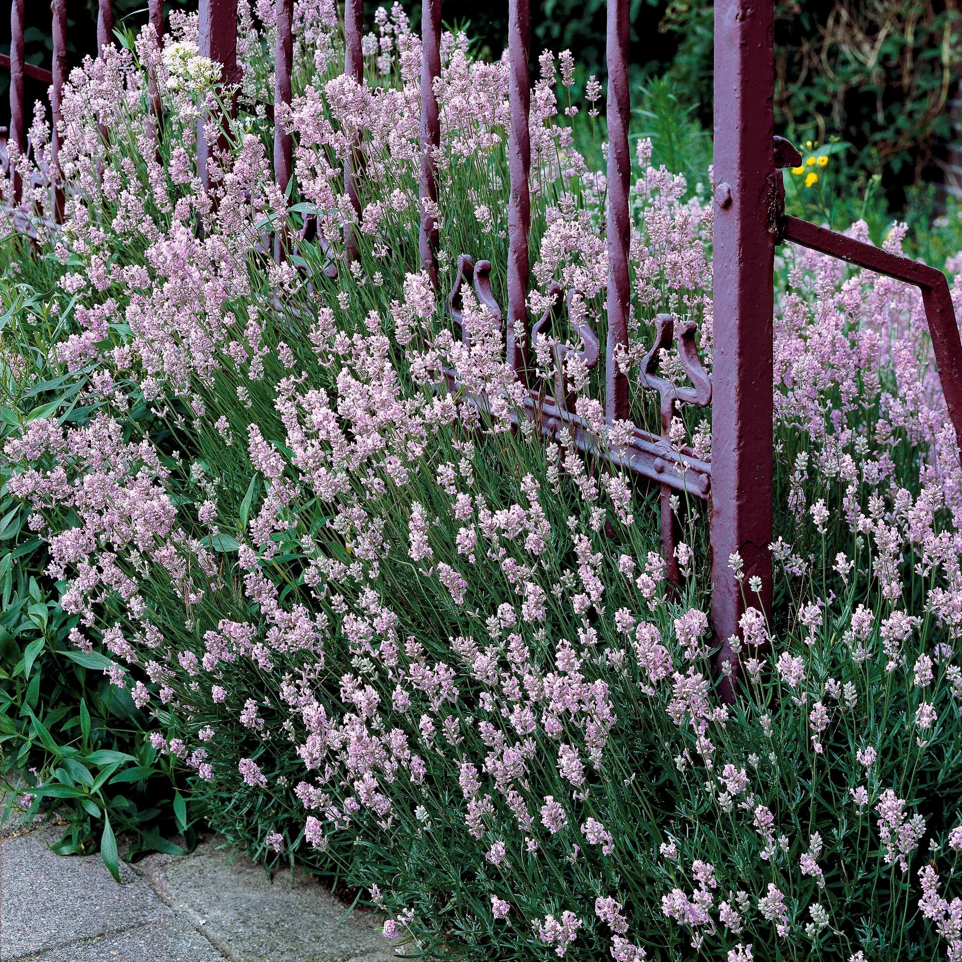 Verkauf Lavendel-Kollektion weiß & rosa (x4) - Lavandula angustifolia alba, rosea
