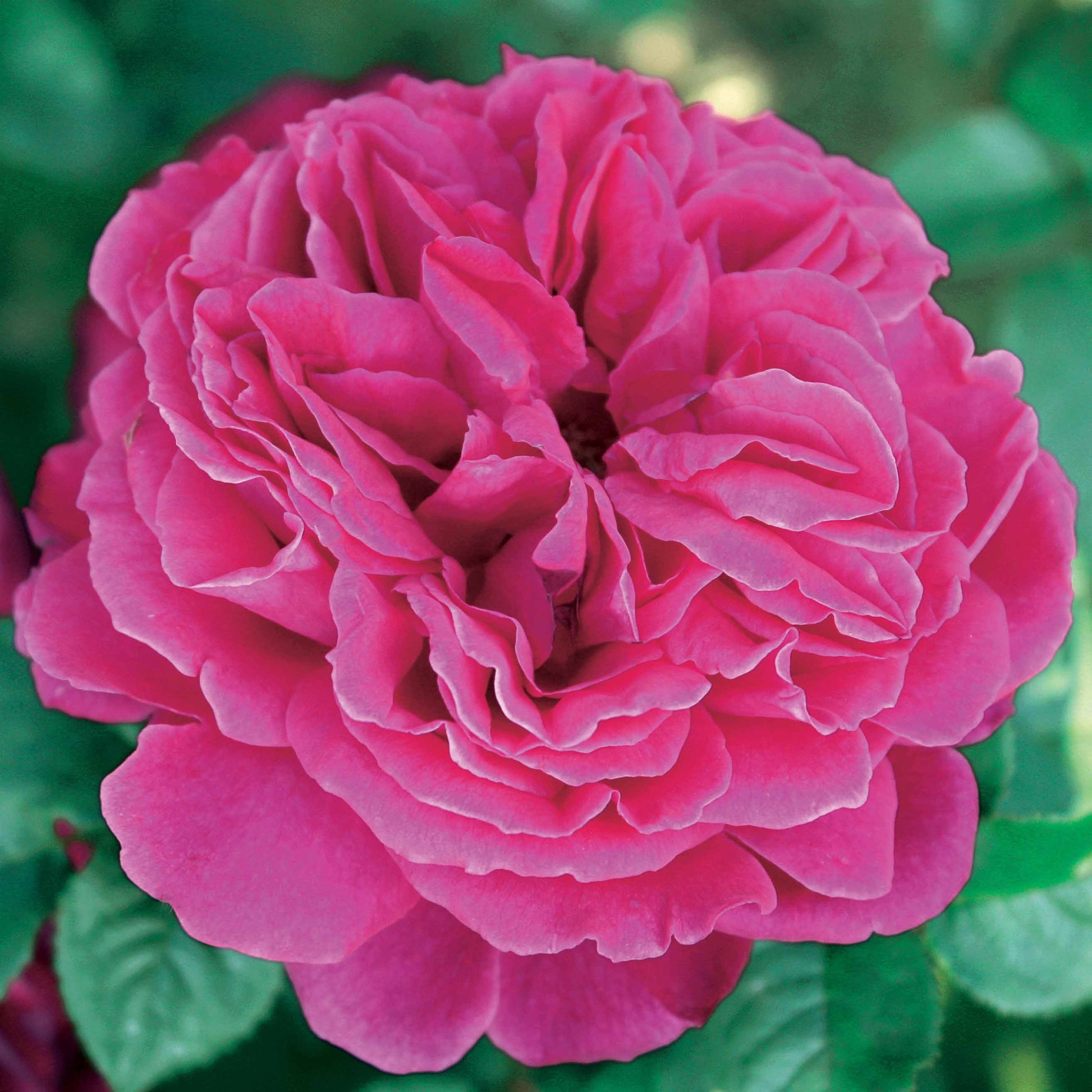 Englische Rosen Kollektion (x3) - Rosa(fish ausgreen,charlie ausgreen,her's ausgreen - Bakker