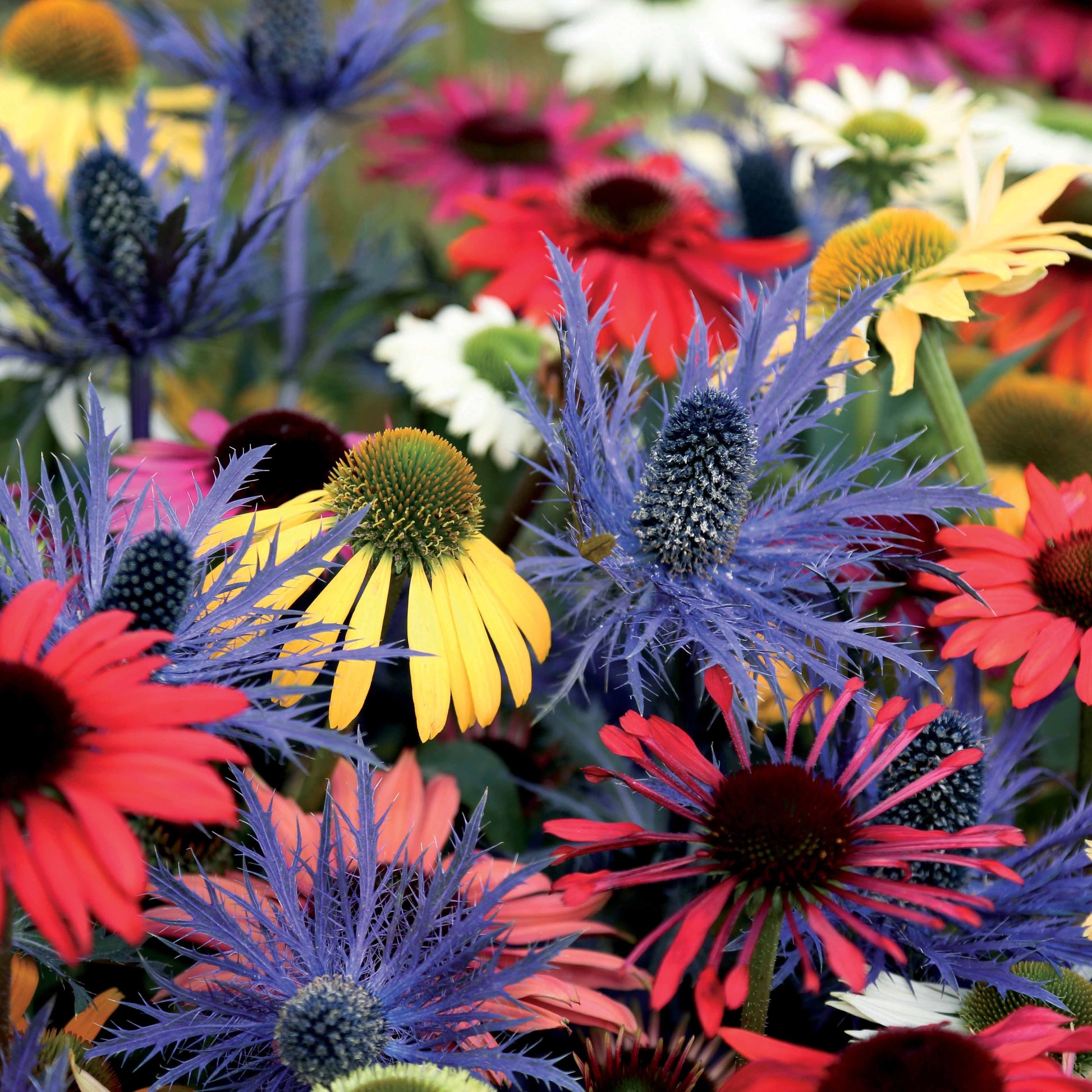 Stauden (2 Sonnenhüte + 1 Distel) (x3) - Rudbeckia, eryngium alpinum - Bakker