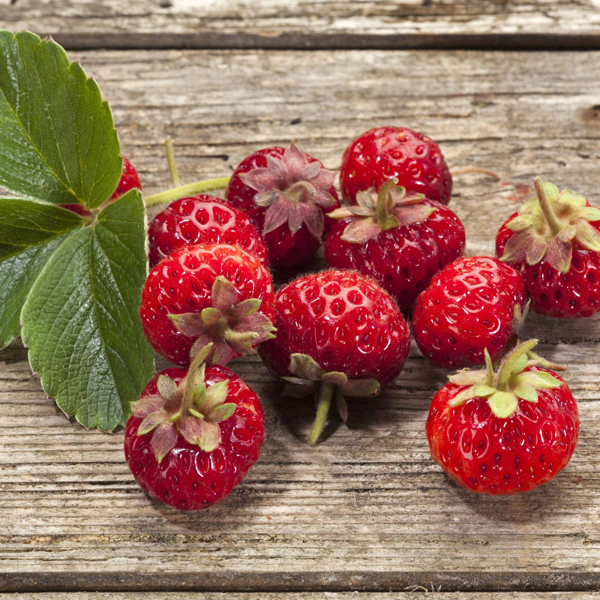 Erdbeeren-Kollektion 'Pineberry' & 'Framberry' (x4) - Fragaria pineberry ® framberry ® - Bakker