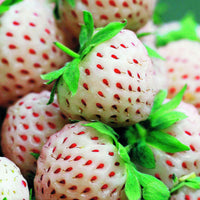 Fragaria pineberry ® framberry ® - Erdbeeren-Kollektion 'Pineberry' & 'Framberry' (x4) - Erdbeeren