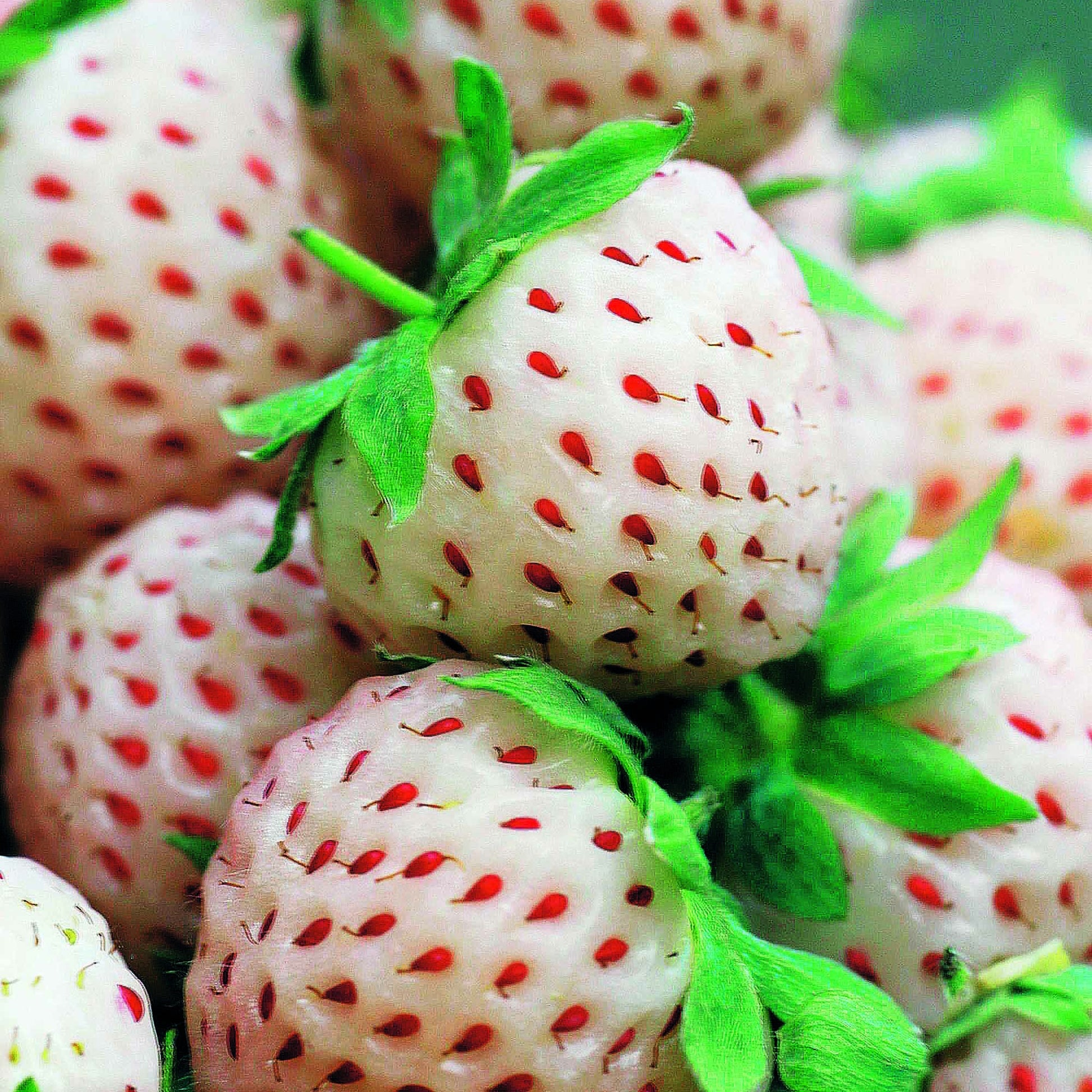 Fragaria pineberry ® framberry ® - Erdbeeren-Kollektion 'Pineberry' & 'Framberry' (x4) - Erdbeeren