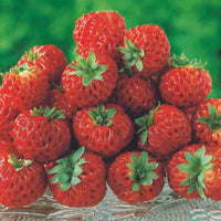 Erdbeeren - Erdbeeren-Kollektion 'Pineberry' & 'Framberry' (x4) - Fragaria pineberry ® framberry ®