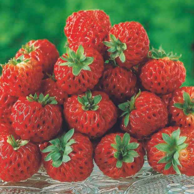 Erdbeeren - Erdbeeren-Kollektion 'Pineberry' & 'Framberry' (x4) - Fragaria pineberry ® framberry ®