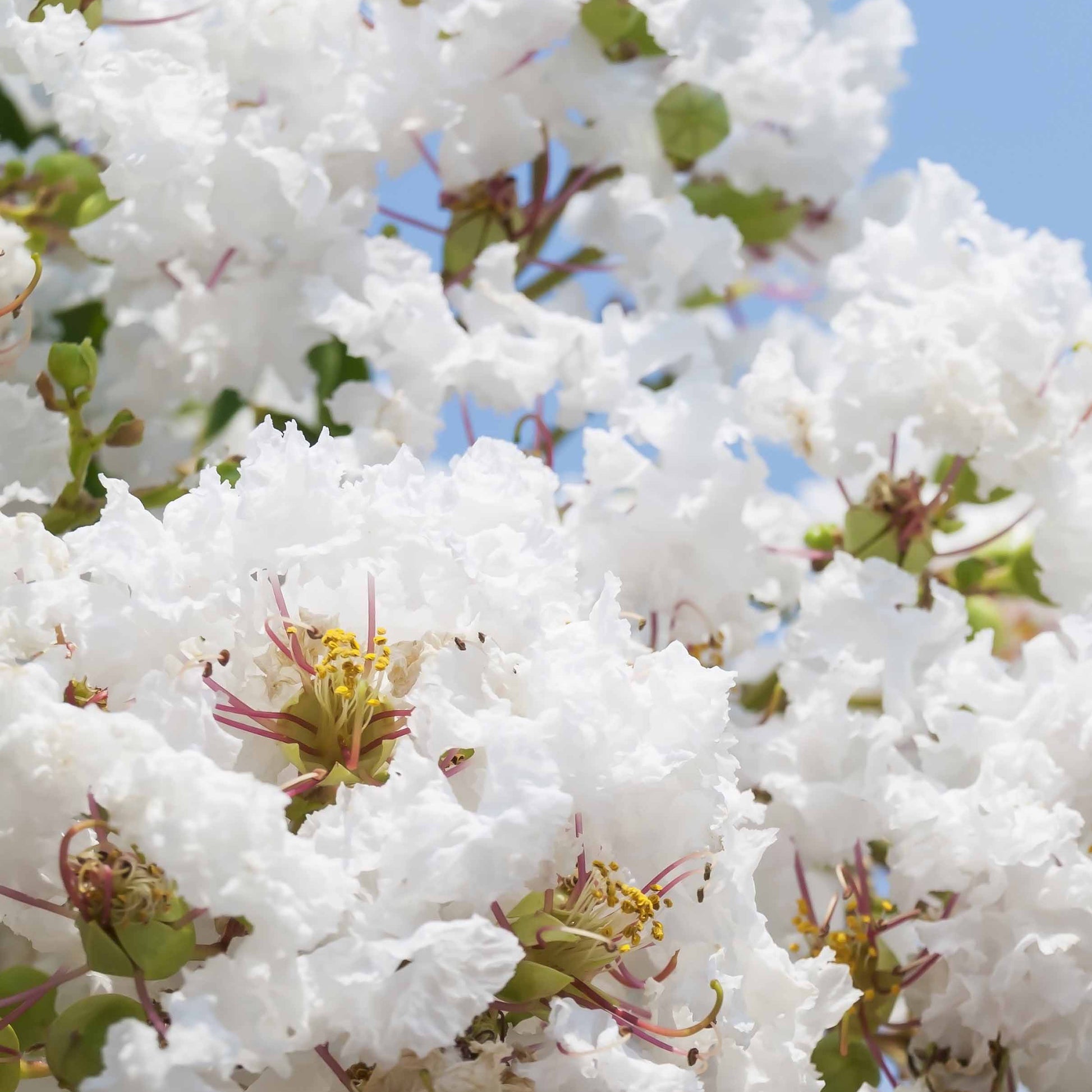 Verkauf Kreppmyrten Kollektion Rot/Violett/Weiß (x3) - Lagerstroemia indica