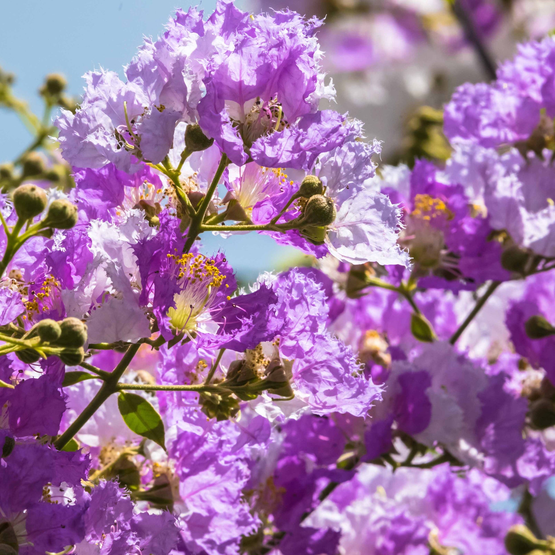 Verkauf Kreppmyrten Kollektion Rot/Violett/Weiß (x3)