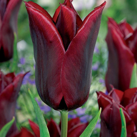 Lilienblütige Tulpe 'Lasting Love' (x10) - Bakker