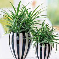 Luftreinigende Grünpflanzen Kollektion (x3) - Chamoedorea elegans,monstera deliciosa,chlorophytum atlantic - Bakker