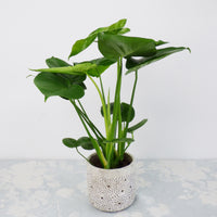 Chamoedorea elegans,monstera deliciosa,chlorophytum atlantic - Luftreinigende Grünpflanzen Kollektion (x3) - Luftreinigende Zimmerpflanzen