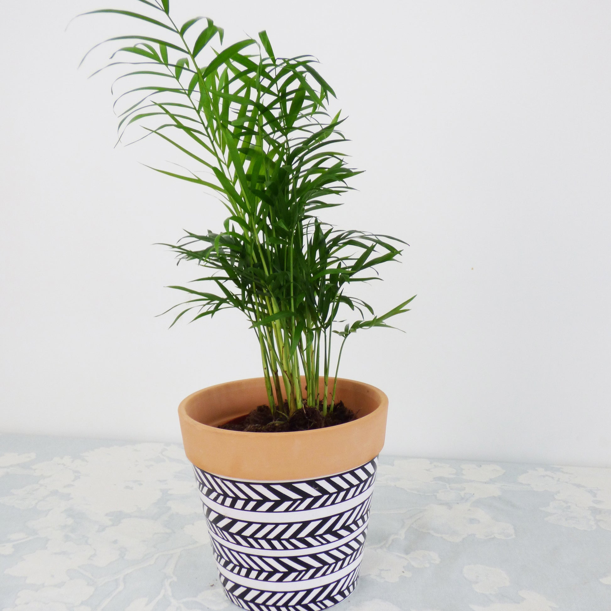 Luftreinigende Zimmerpflanzen - Luftreinigende Grünpflanzen Kollektion (x3) - Chamoedorea elegans,monstera deliciosa,chlorophytum atlantic