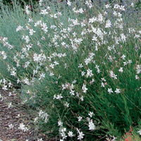 Prachtkerzen weiß + rosa (x2) - Gaura lindheimeri (blanc +siskiyou pink) - Bakker