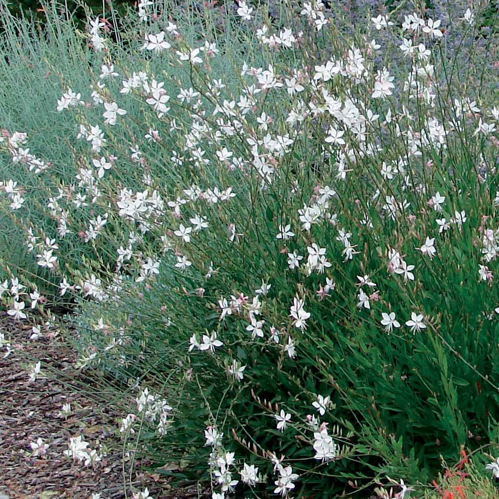 Prachtkerzen weiß + rosa (x2) - Gaura lindheimeri (blanc +siskiyou pink) - Bakker