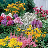 Stauden-Kollektion (x15) - Helenium, Monarda,  Phlox paniculata, Rudbeckia Goldstrum, Gypsophila paniculata, Liatris spicata, Solidago, Astilbe - Bakker