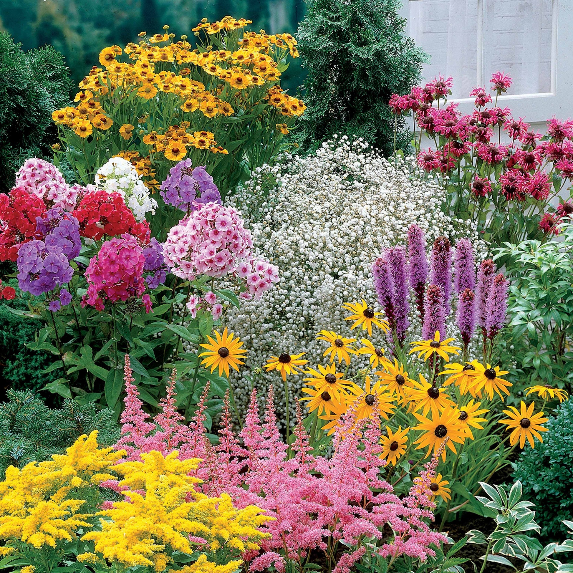 Stauden-Kollektion (x15) - Helenium, Monarda,  Phlox paniculata, Rudbeckia Goldstrum, Gypsophila paniculata, Liatris spicata, Solidago, Astilbe - Bakker