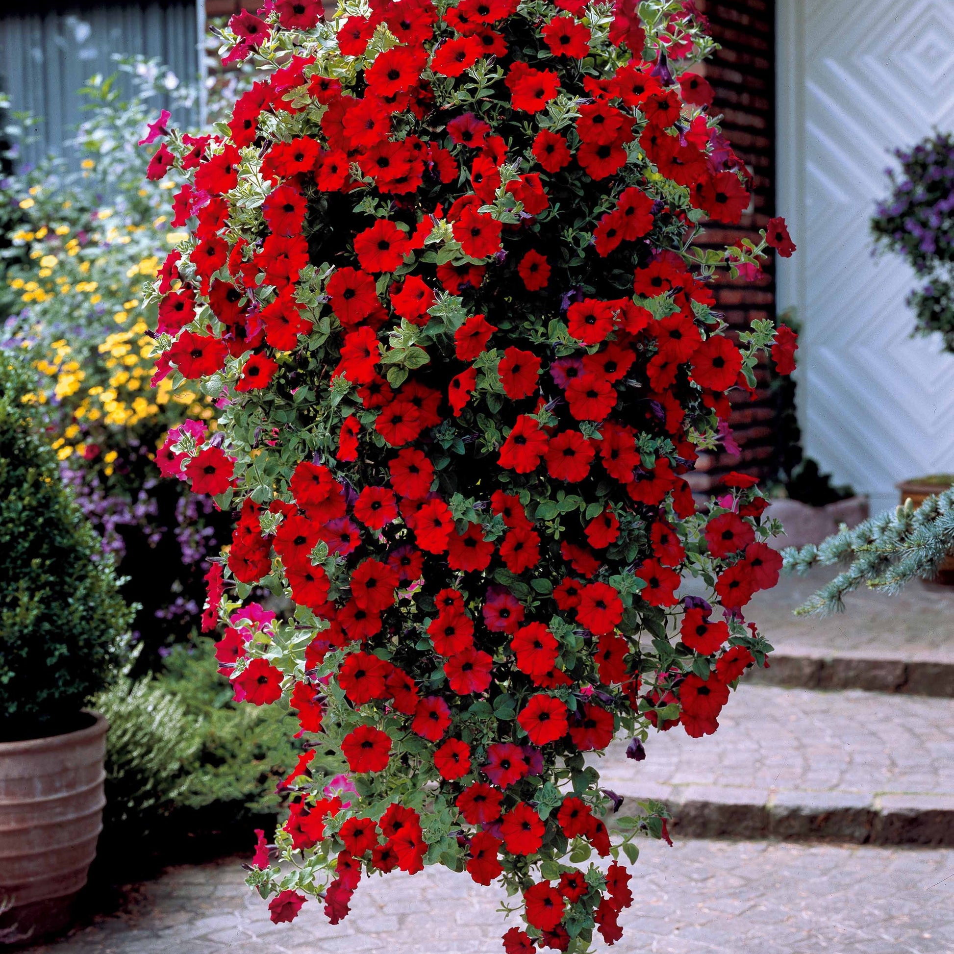 Petunien-Sammlung: rot, rosa, gelb (x9) - Bakker