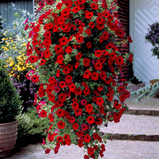 Petunien-Sammlung: rot, rosa, gelb (x9) - Bakker