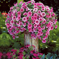 Petunien-Sammlung: rot, rosa, gelb (x9) - Petunia - Bakker