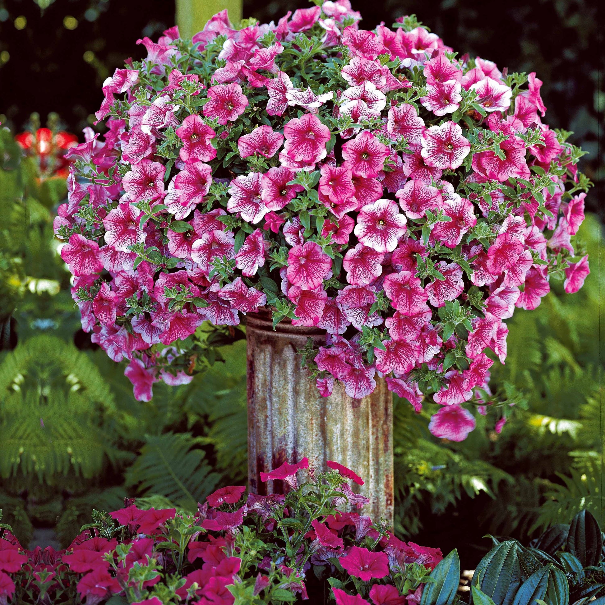 Petunien-Sammlung: rot, rosa, gelb (x9) - Petunia - Bakker