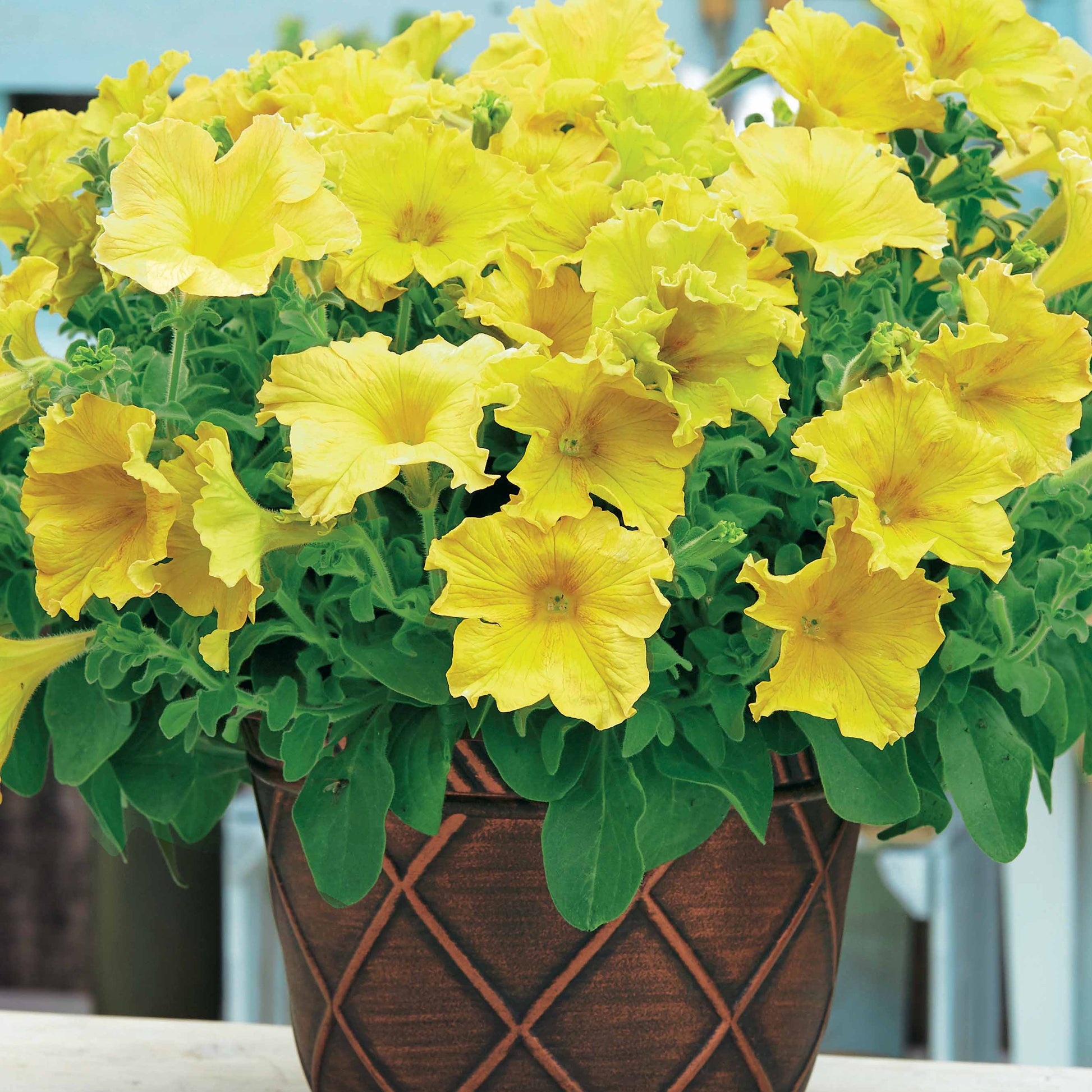 Petunia - Petunien-Sammlung: rot, rosa, gelb (x9) - Petunien und Calibrachoa