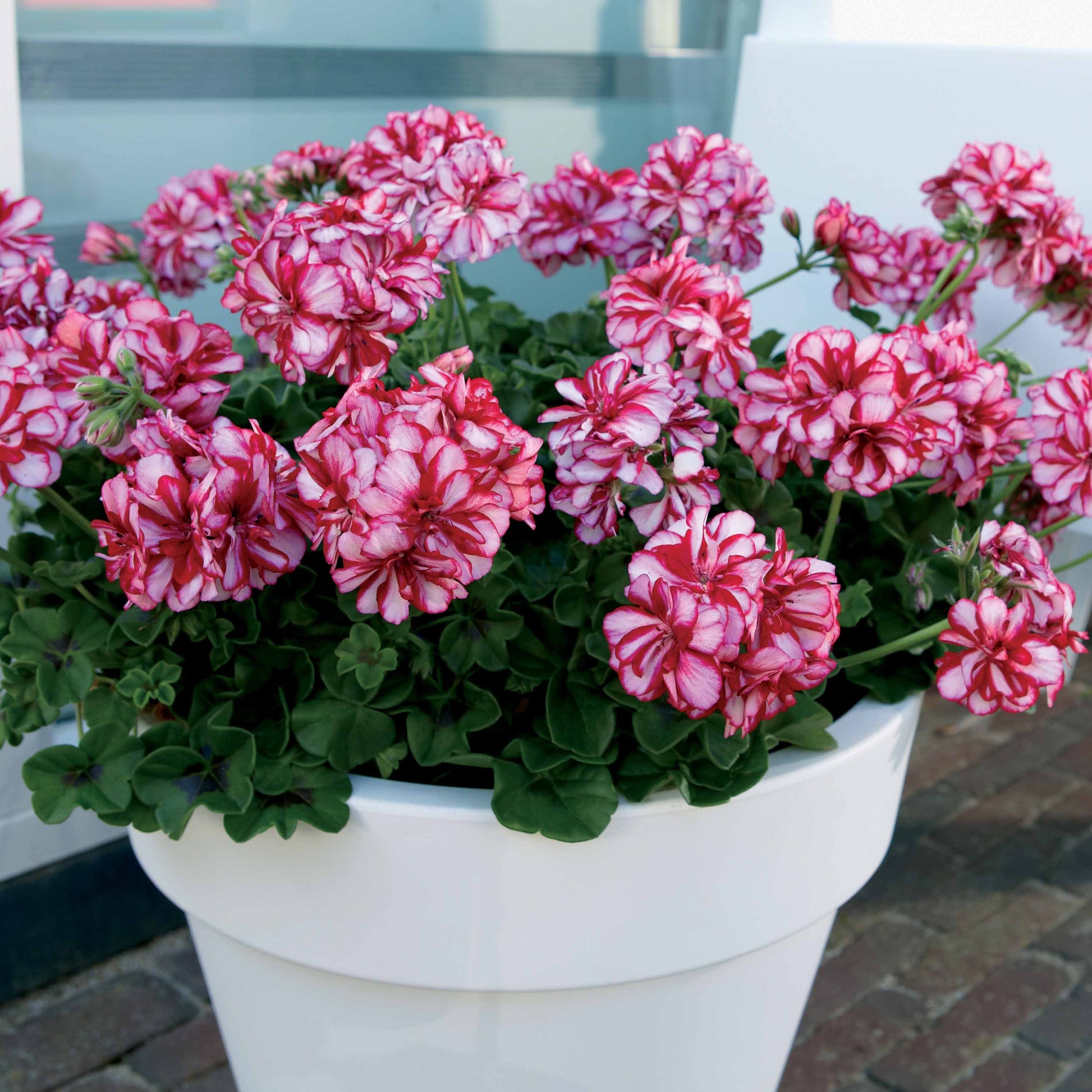 Geranien-Sammlung: rot und zweifarbig (x6) - Pelargonium peltatum nixe , rouge - Bakker