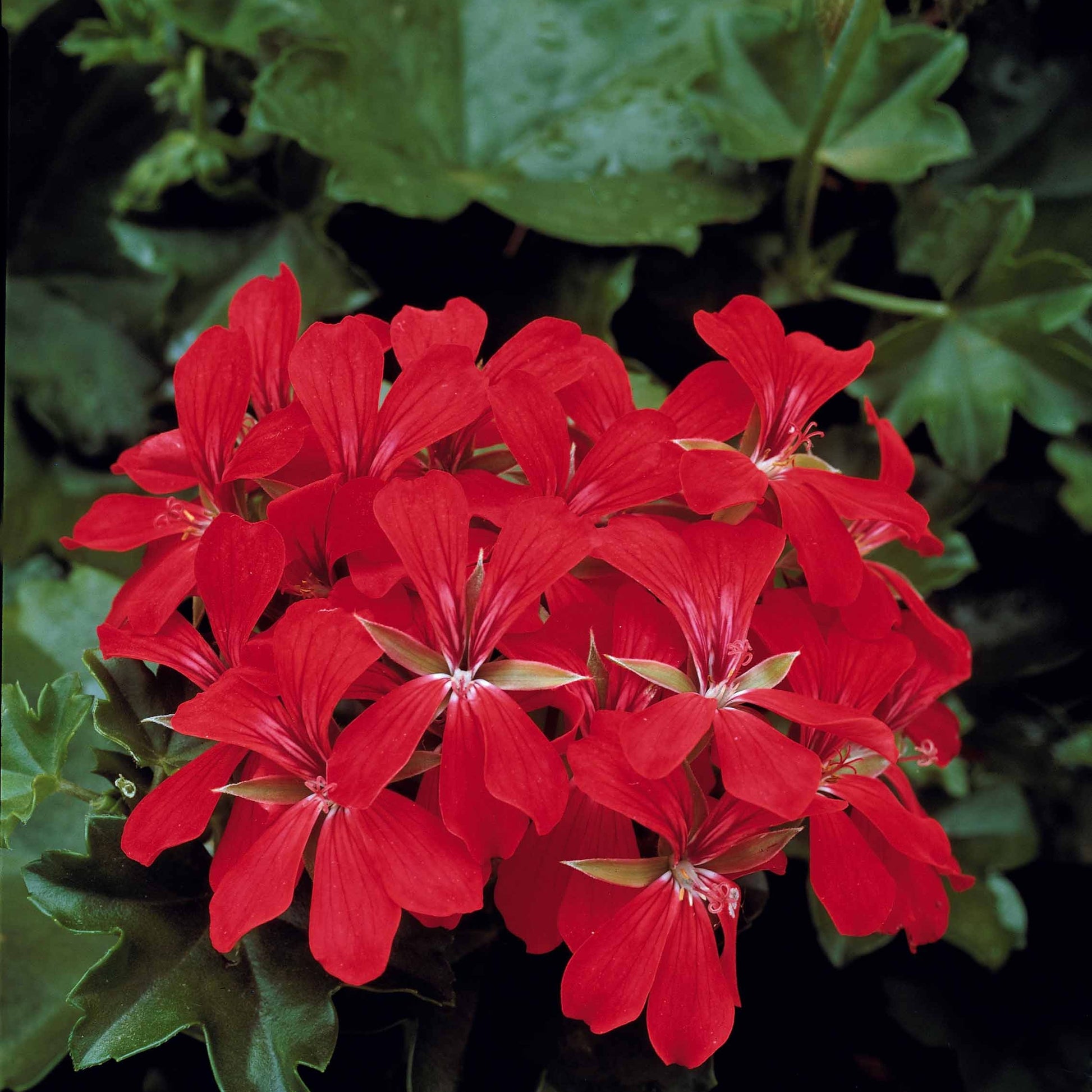 Pelargonium peltatum nixe , rouge - Geranien-Sammlung: rot und zweifarbig (x6) - Geranien - Pelargonien