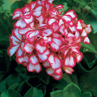 Geranien - Pelargonien - Geranien-Sammlung: rot und zweifarbig (x6) - Pelargonium peltatum nixe , rouge