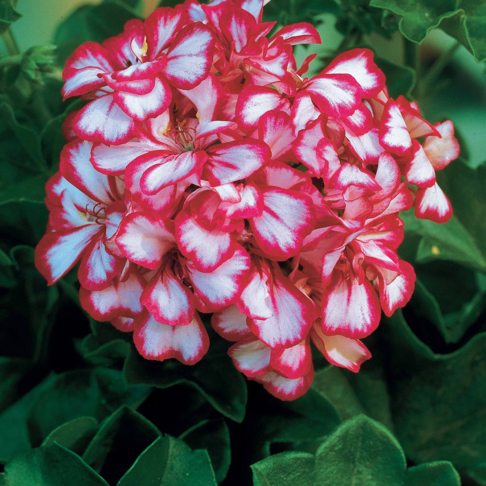 Geranien - Pelargonien - Geranien-Sammlung: rot und zweifarbig (x6) - Pelargonium peltatum nixe , rouge
