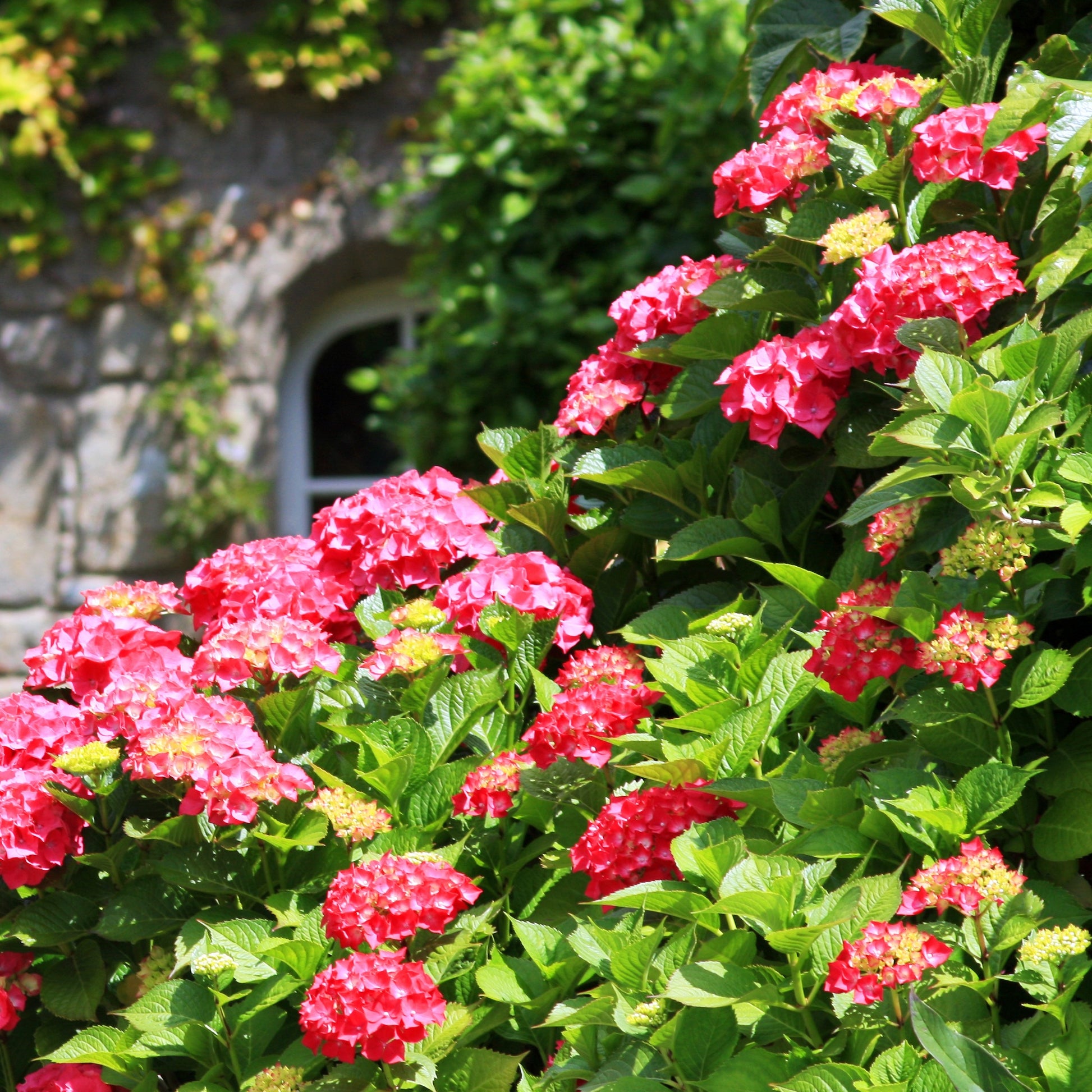 Hydrangea macrophylla, camelia japonica, fargesia - Schatten-Sträucher-Kollektion Hortensie, Kamelie, Bambus (x3) - Sträucher