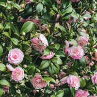 Sträucher - Schatten-Sträucher-Kollektion Hortensie, Kamelie, Bambus (x3) - Hydrangea macrophylla, camelia japonica, fargesia